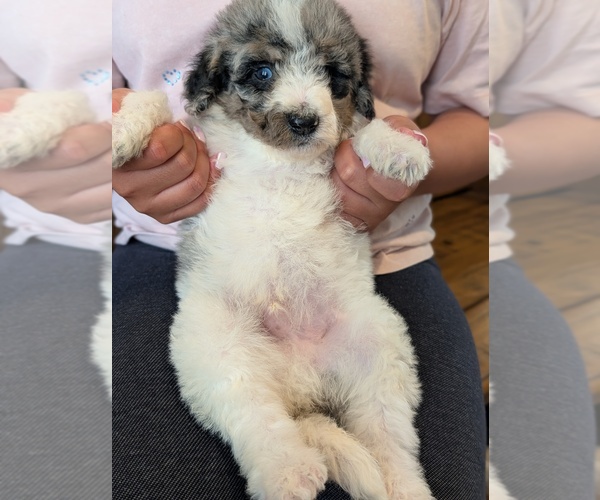 Medium Photo #36 Bernedoodle-Golden Mountain Dog Mix Puppy For Sale in DAVIS, CA, USA