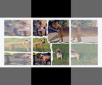 Small Photo #6 Black Mouth Cur-Unknown Mix Puppy For Sale in Orange Grove, TX, USA