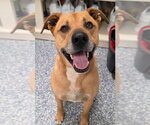 Small #2 American Pit Bull Terrier Mix