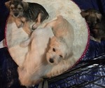 Small Schnauzer (Miniature)