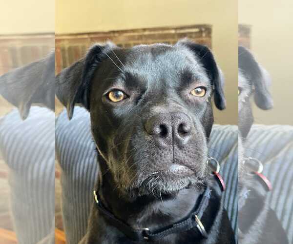 Medium Photo #20 Boxador Puppy For Sale in Wakefield, RI, USA