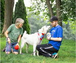 Small #7 Great Pyrenees Mix