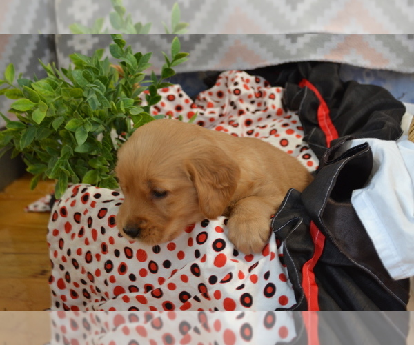 Medium Photo #3 Golden Retriever Puppy For Sale in GREENWOOD, WI, USA