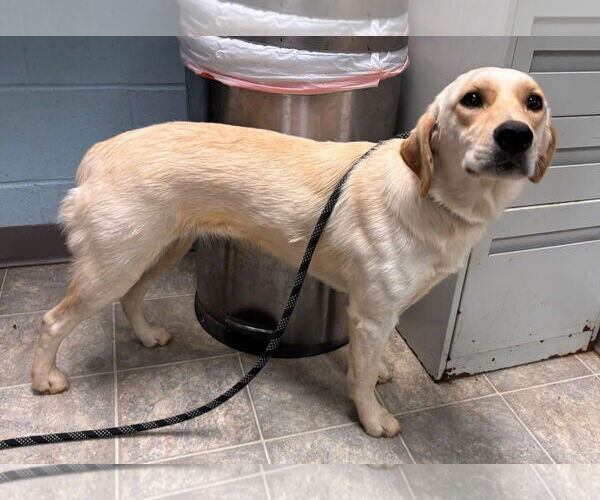 Medium Photo #4 Labrador Retriever-Unknown Mix Puppy For Sale in Rustburg, VA, USA