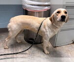 Small #3 Labrador Retriever Mix
