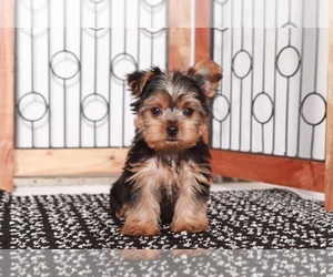 Medium Yorkshire Terrier