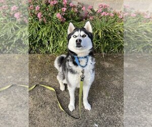 Huskies -Unknown Mix Dogs for adoption in Elk Grove, CA, USA