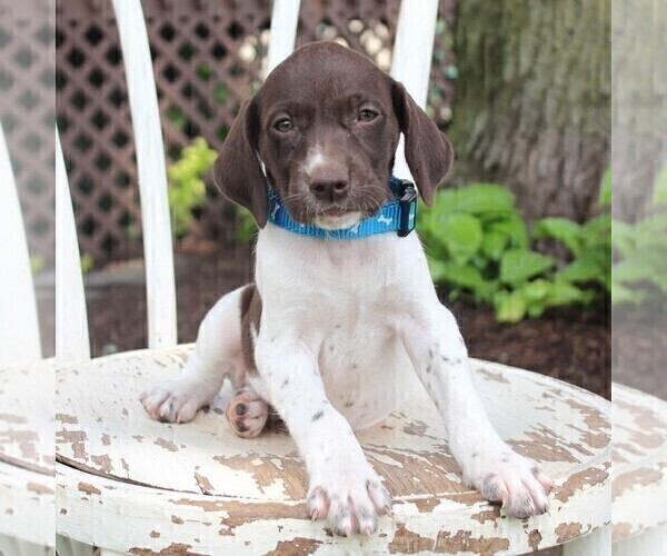 Medium Photo #6 German Shorthaired Pointer Puppy For Sale in NARVON, PA, USA
