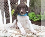 Small Photo #6 German Shorthaired Pointer Puppy For Sale in NARVON, PA, USA