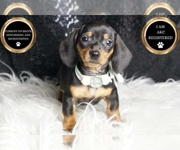 Medium Photo #40 Dachshund Puppy For Sale in WARSAW, IN, USA