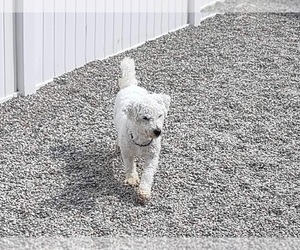 Father of the Cavachon puppies born on 03/13/2024