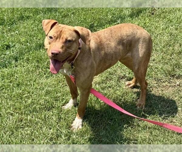 Medium Photo #1 American Pit Bull Terrier-Unknown Mix Puppy For Sale in Millersville, MD, USA