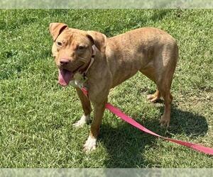 American Pit Bull Terrier-Unknown Mix Dogs for adoption in Millersville, MD, USA