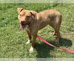 Small American Pit Bull Terrier Mix