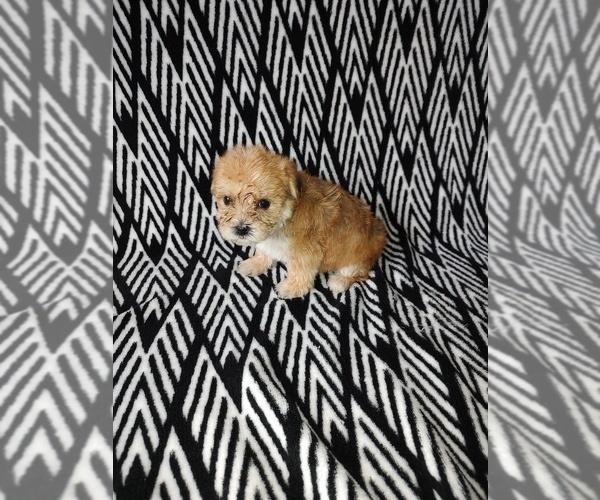 Medium Photo #10 Morkie Puppy For Sale in LAPEER, MI, USA