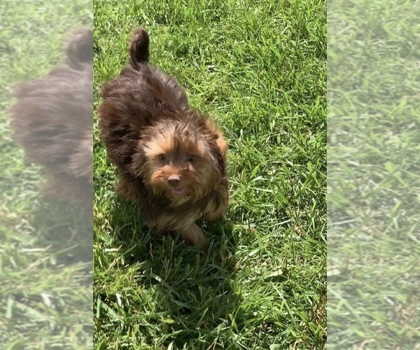 Medium Photo #8 Yorkshire Terrier Puppy For Sale in WARSAW, IN, USA