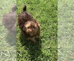 Small Photo #8 Yorkshire Terrier Puppy For Sale in WARSAW, IN, USA