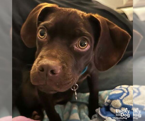 Medium Photo #4 Boston Terrier-Pointer Mix Puppy For Sale in Washington, DC, USA