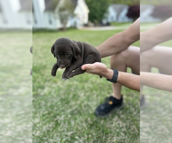 Medium Photo #8 German Shorthaired Pointer Puppy For Sale in CUMMING, GA, USA