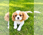 Small #5 Cavalier King Charles Spaniel