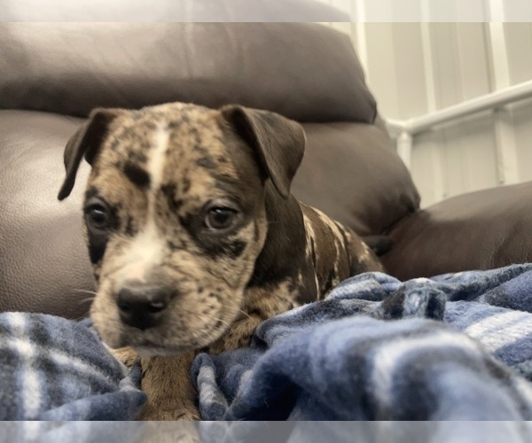 Medium Photo #93 American Bully Puppy For Sale in REESEVILLE, WI, USA