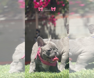 French Bulldog Puppy for sale in LOS ANGELES, CA, USA