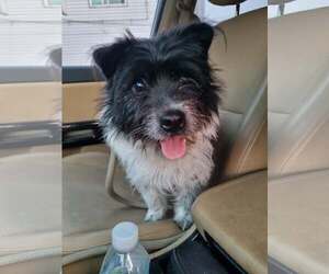 Norwich Terrier-Unknown Mix Dogs for adoption in Agoura Hills, CA, USA
