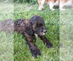Cavapoo (Standard) Puppy for sale in CAYUGA, NY, USA