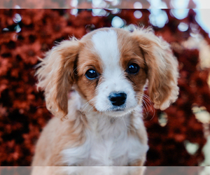 Cavalier King Charles Spaniel-Cavapoo Mix Puppy for sale in LIBERTY, KY, USA