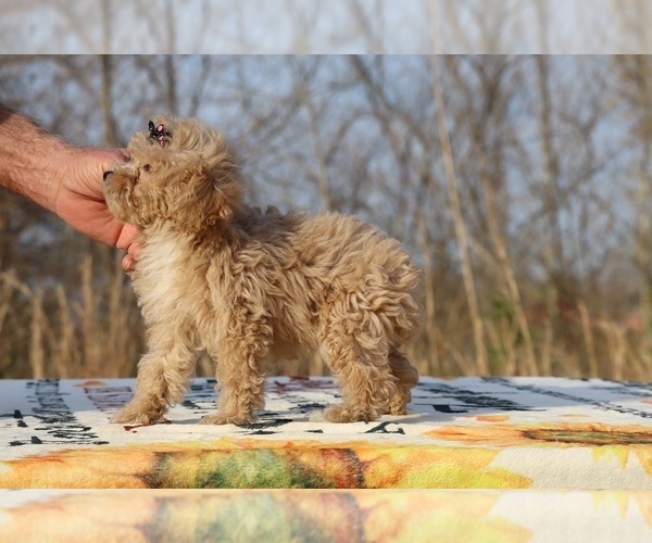 Medium Photo #11 Poodle (Toy) Puppy For Sale in DYERSBURG, TN, USA