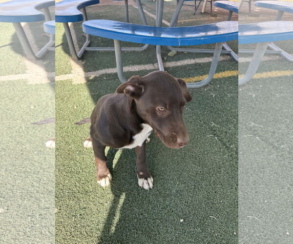 Medium Photo #3 Labrador Retriever-Unknown Mix Puppy For Sale in Apple Valley, CA, USA