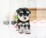 Small Photo #8 Schnauzer (Miniature) Puppy For Sale in SYRACUSE, IN, USA