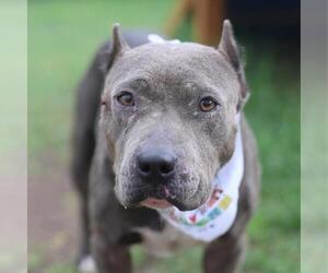 American Staffordshire Terrier-Unknown Mix Dogs for adoption in San Antonio, TX, USA