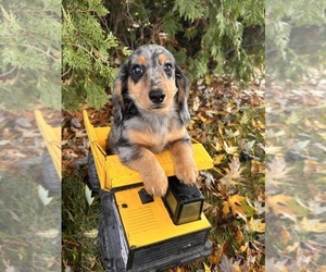 Dachshund Puppy for sale in MIDDLEBURY, IN, USA