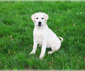Labrador Retriever Puppy for sale in SYRACUSE, IN, USA