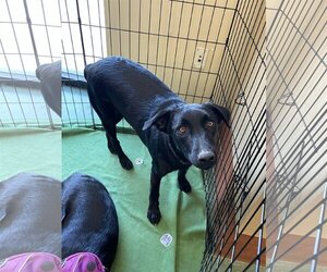 Labrador Retriever-Unknown Mix Dogs for adoption in Turlock, CA, USA