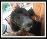 Small Photo #21 Sheepadoodle Puppy For Sale in RIALTO, CA, USA