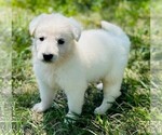 Small #3 German Shepherd Dog