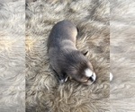 Puppy Ace Alaskan Klee Kai-Pomsky Mix