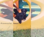 Small Photo #3 Schnauzer (Miniature) Puppy For Sale in WHEELER, WI, USA