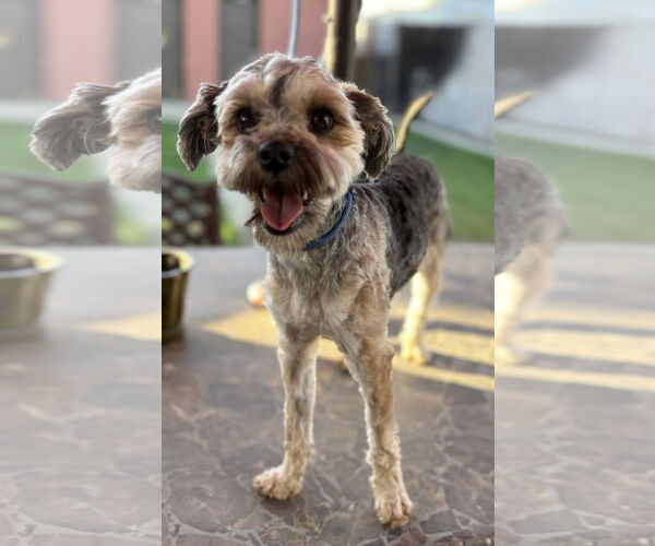 Medium Photo #2 Mutt Puppy For Sale in Menifee, CA, USA