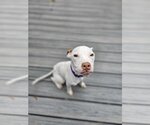 Small Photo #4 American Pit Bull Terrier-Unknown Mix Puppy For Sale in Catasauqua, PA, USA
