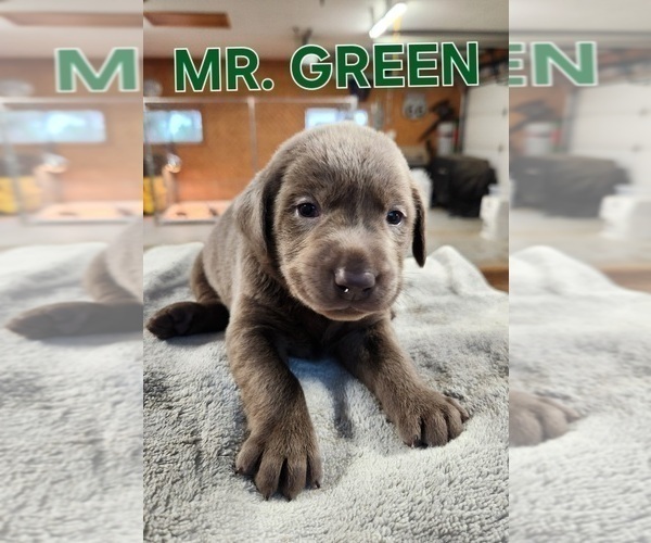 Medium Photo #2 Labrador Retriever Puppy For Sale in GARVIN, MN, USA