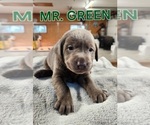 Small #1 Labrador Retriever