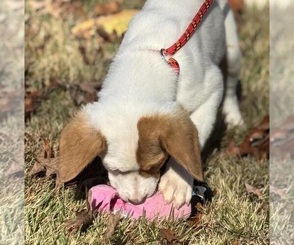 Medium Photo #3 Mutt Puppy For Sale in Yardley, PA, USA