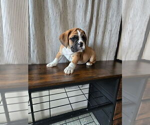 Beabull Puppy for sale in DURHAM, CT, USA