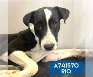 American Staffordshire Terrier-Unknown Mix Dogs for adoption in San Antonio, TX, USA