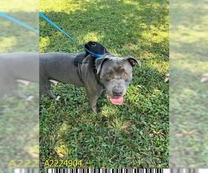 American Pit Bull Terrier Dogs for adoption in West Palm Beach, FL, USA
