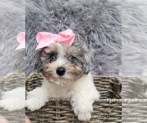 ShihPoo Puppy for sale in INDIANAPOLIS, IN, USA