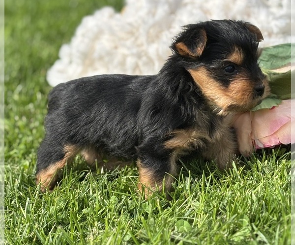 Medium Photo #2 Yorkshire Terrier Puppy For Sale in ROCK STREAM, NY, USA